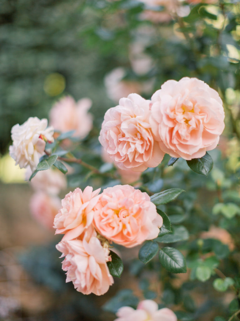 photographe en corse