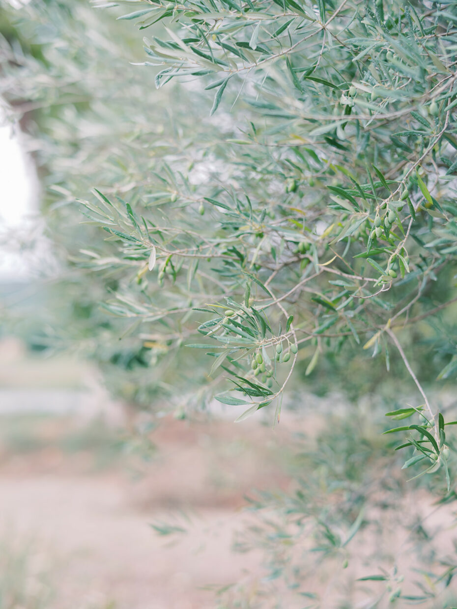 photographe vaucluse