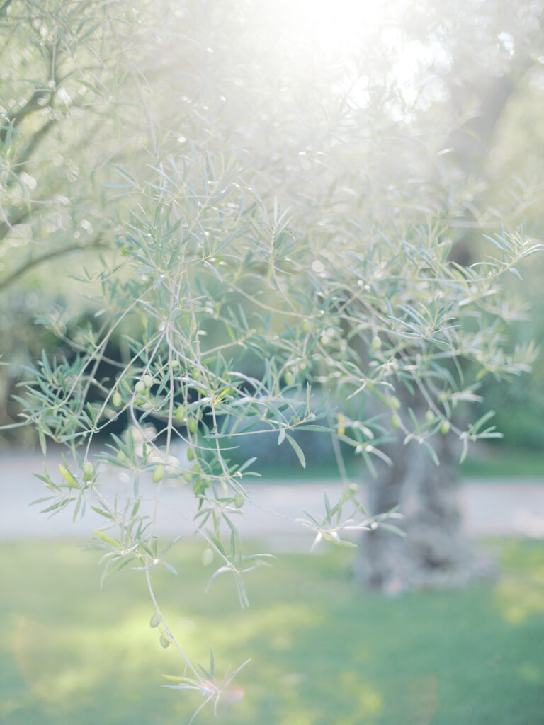photographe mariage en provence